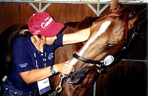 Kate treating Baloubet du Rouet at the Sydney 2000 Olympic Games, 3 x World Cup Champion show jumper