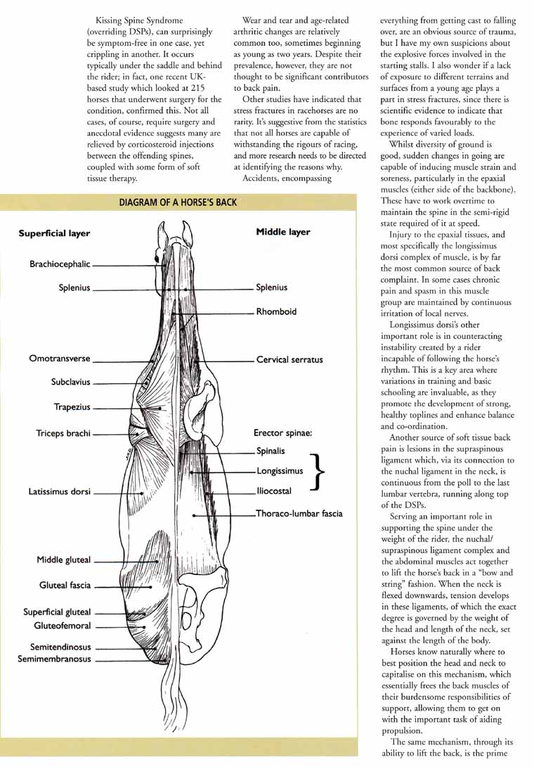 Kate Hesse, equine physiotherapist Pacemaker magazine article