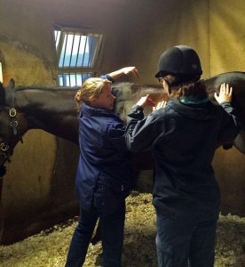 Chartered physiotherapist Kate Stephens explains back assessment to a veterinary physiotherapy student at the British Racing School, 10.12.16