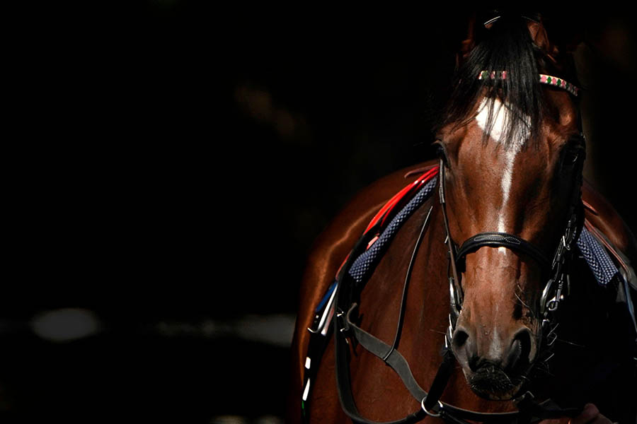 Enable makes her way to the parade ring at Kempton Park Racecourse., September 2020