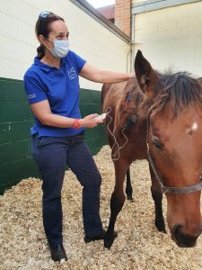 Chartered physiotherapist Kate Hesse treating a foal, July 2020