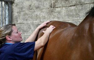 Kate Stephens BSc (Hons) MSc MCSP ACPAT(A) is a chartered veterinary physiotherapist