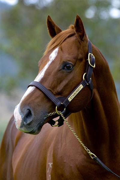 Starcraft - Rosemont Stud