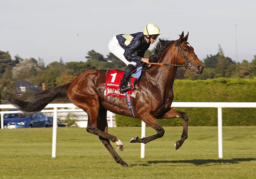 Nathaniel, sire of dual Prix de l’Arc de Triomphe winner Enable. Courtesy of Thoroughbred Photography Ltd