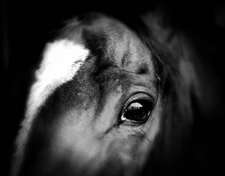 Inspiral (Courtesy of Michael Harris)